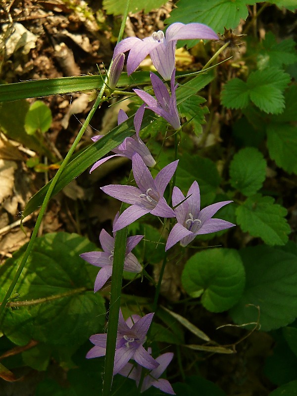 Campanula rapunculus, C. Glomerata e C. trachelium